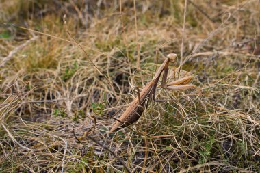 Çimenlerin üzerinde kahverengi bir peygamber devesi