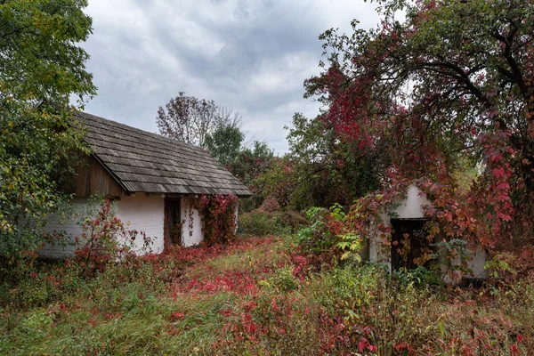 Vecchia casa completamente coperta di pianta — Foto Stock