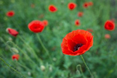 Yaz yeşil çimen ile kırmızı haşhaş çayır