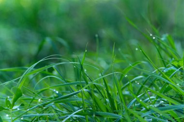 Çimenlere Su Damlaları