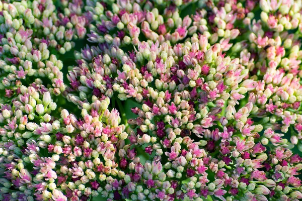 花の花序の背景 — ストック写真