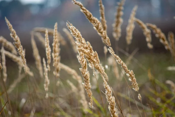 Blurry grass for Background — Stock Photo, Image
