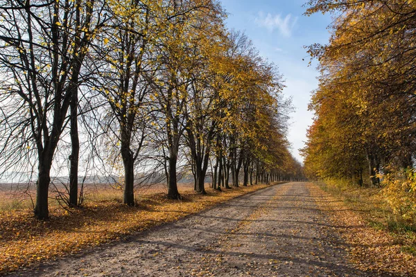 Lege herfst weg met bomen — Stockfoto