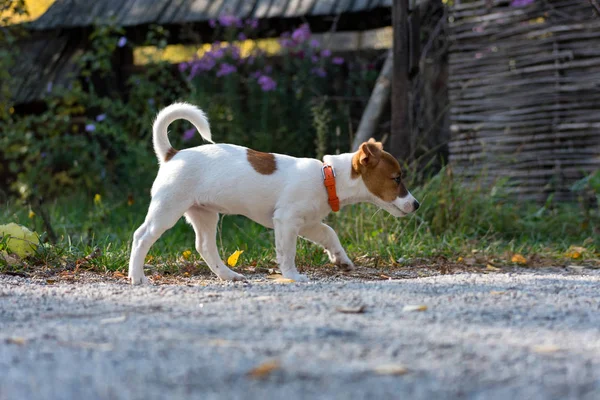 Running jack russel pup — Stockfoto