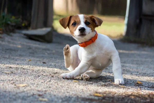 Scratching jack russel puppy — Stock Photo, Image