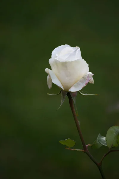 Rosa bianca singola — Foto Stock