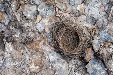 Yerde yalnız kuş yuvası