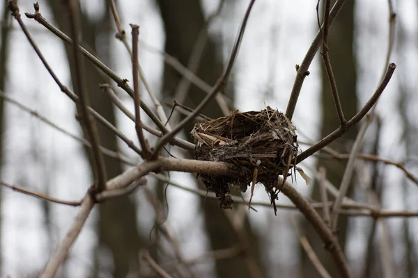 Lonely Bird's nest — Stockfoto