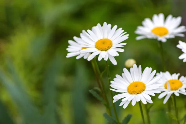 White Daisy Field — Stock Photo, Image