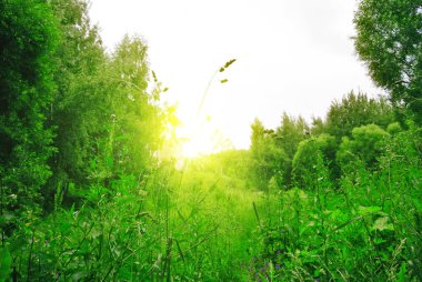 Güneşli öğleden sonra ormanda bahar