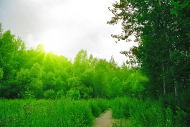 Güneşli öğleden sonra ormanda bahar