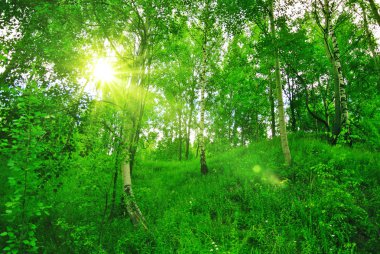 Güneşli öğleden sonra ormanda bahar