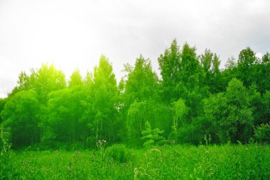 Güneşli öğleden sonra ormanda bahar