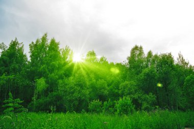 Güneşli öğleden sonra ormanda bahar