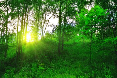 Güneşli öğleden sonra ormanda bahar