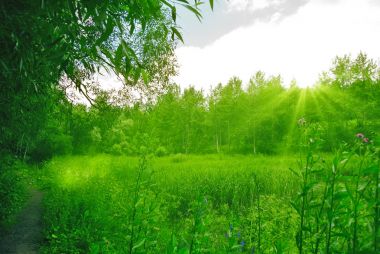 Güneşli öğleden sonra ormanda bahar