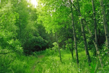 Güneşli öğleden sonra ormanda bahar