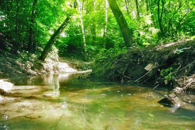 Güneşli öğleden sonra ormanda bahar