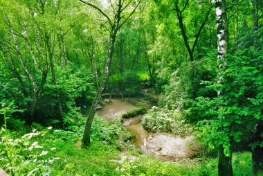 Güneşli öğleden sonra ormanda bahar