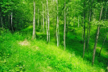 Güneşli öğleden sonra ormanda bahar