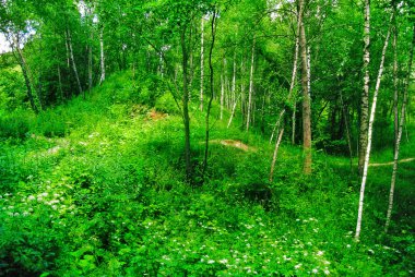Güneşli öğleden sonra ormanda bahar