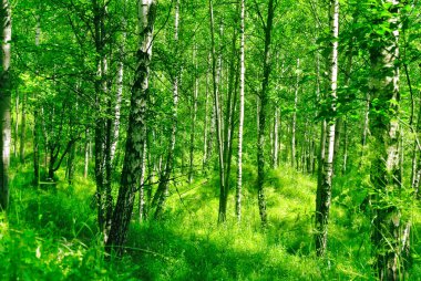 Güneşli öğleden sonra ormanda bahar