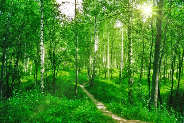 Весенний лес в солнечный день — стоковое фото