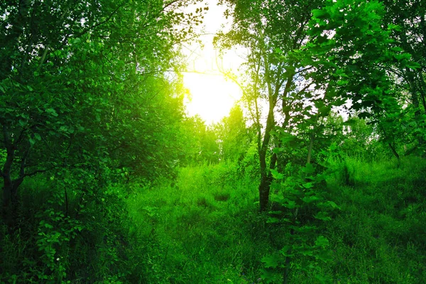 Floresta de primavera na tarde ensolarada — Fotografia de Stock