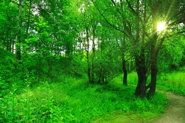 Floresta de primavera na tarde ensolarada — Fotografia de Stock