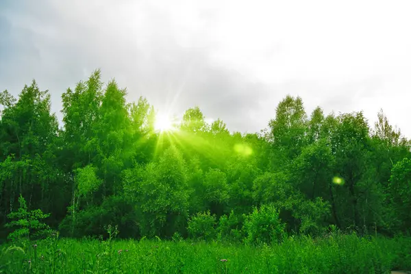 Güneşli öğleden sonra ormanda bahar