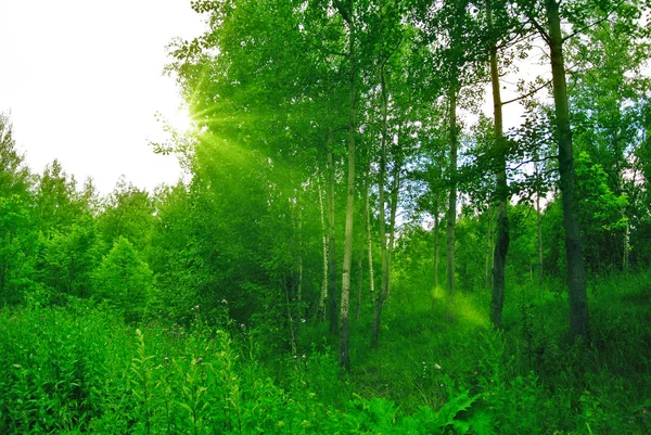 Floresta de primavera na tarde ensolarada — Fotografia de Stock