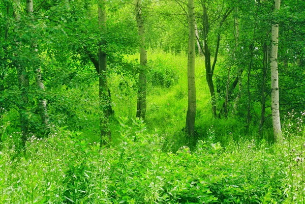 Floresta de primavera na tarde ensolarada — Fotografia de Stock