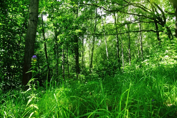 Bosque de primavera en la tarde soleada — Foto de Stock