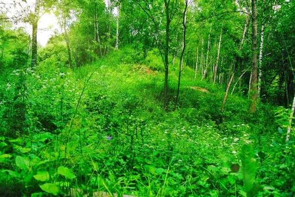 Güneşli öğleden sonra ormanda bahar