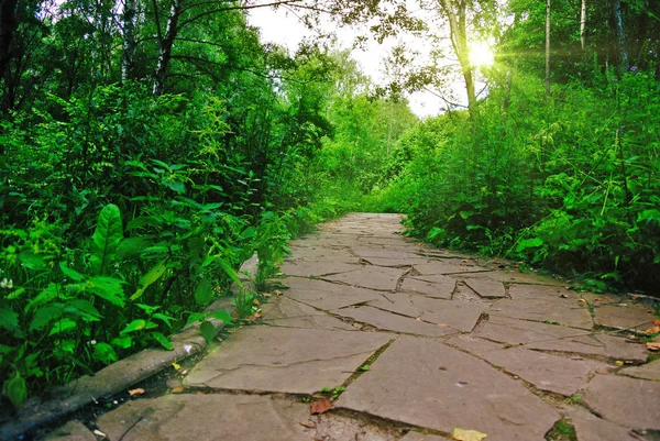 Bosque de primavera en la tarde soleada — Foto de Stock