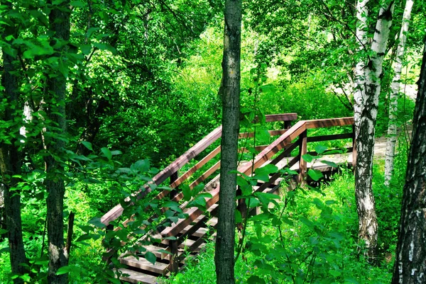 Güneşli öğleden sonra ormanda bahar