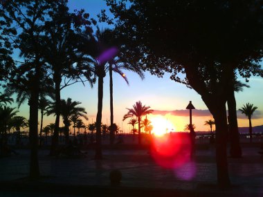 Palmiye ağaçları ile İspanyol Plajı