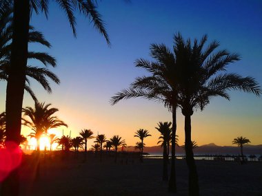 Palmiye ağaçları ile İspanyol Plajı