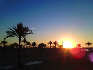 Palmiye ağaçları ile İspanyol Plajı