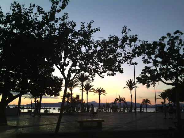 Palmiye ağaçları ile İspanyol Plajı