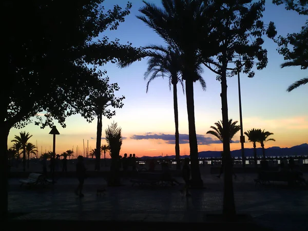Spaans strand met palmbomen — Stockfoto