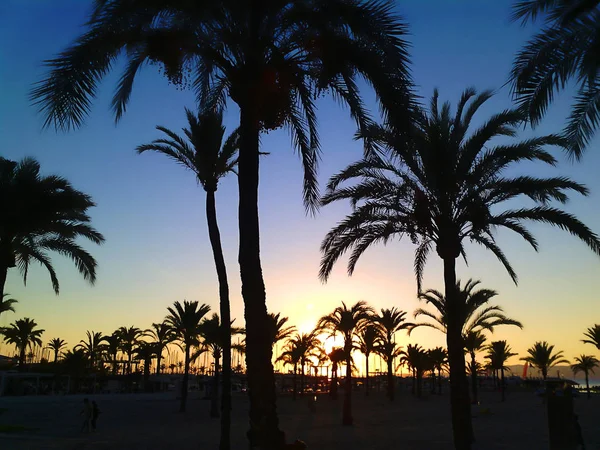 Hiszpańska plaża z palmami — Zdjęcie stockowe