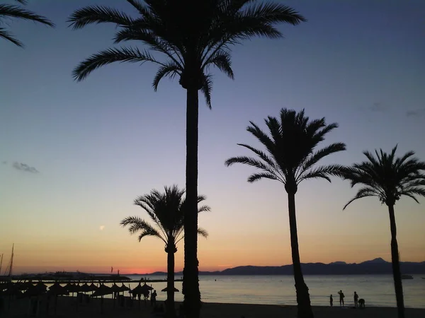 Playa española con palmeras —  Fotos de Stock