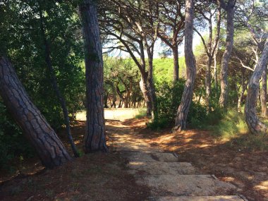 güneşli bir günde İspanya güzel doğa