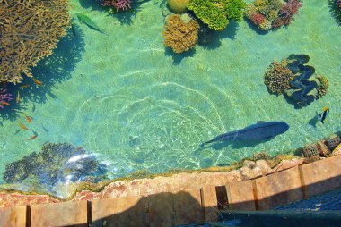 Mercan parlak renkler. Eilat. İsrail