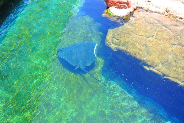 カメ、海、サンゴ、サンゴ礁、水中、緑、海、青、熱帯、水、カメ、自然、海洋、動物、野生動物、魚、タイマイ、生活、ハワイ、水泳、背景、スキューバ、野生、赤、水生生物、ダイビング、爬虫類、自然、美しさ、カリブ海、ゲーム — ストック写真