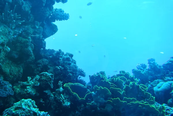 Světlé barvy korálů. Ejlat. Izrael — Stock fotografie