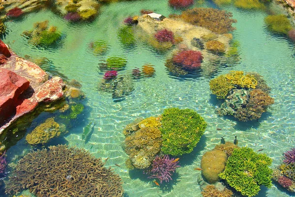 Élénk színek, a korallok. Eilat. Izrael — Stock Fotó