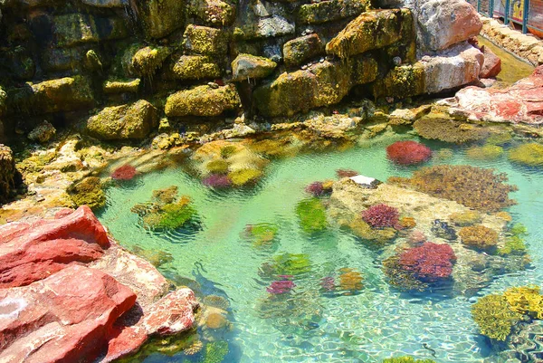 Mercan parlak renkler. Eilat. İsrail