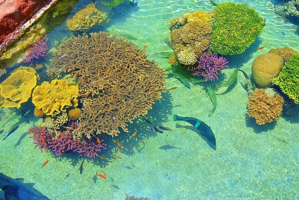 Élénk színek, a korallok. Eilat. Izrael — Stock Fotó